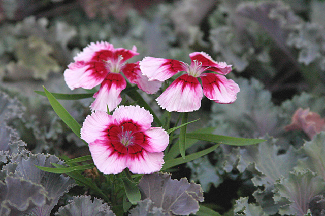 Hot House Dianthus