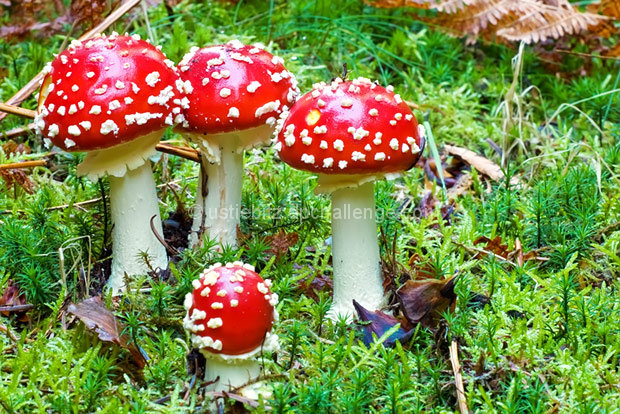 Fly agaric