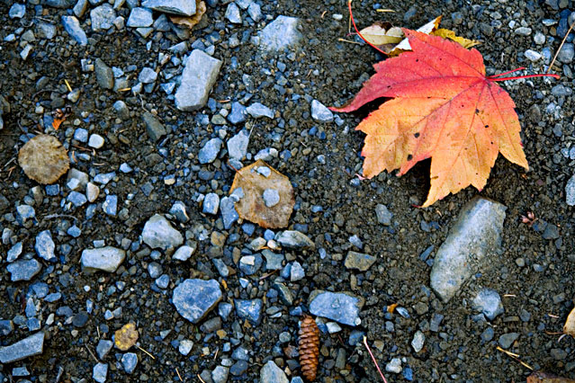 FALLen leaf