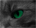 Green Eyes?