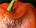 Red Pepper