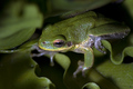 Green Frog