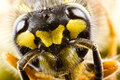 Wasp Portrait