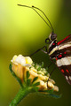 Butterfly Pose