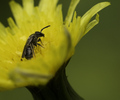 Ant Bee?