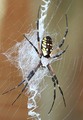 NOT So Itsy Bitsy Spider