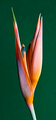 Bird of Paradise