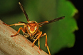 Guarding the Hive