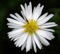 Dainty Daisy