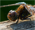 Baby Dragonfly