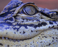 Gaze of a Gator