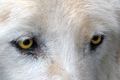 Arctic Wolf Stare