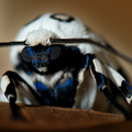 Giant Leopard Moth