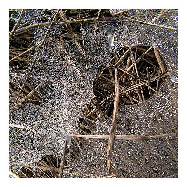 Morning Web