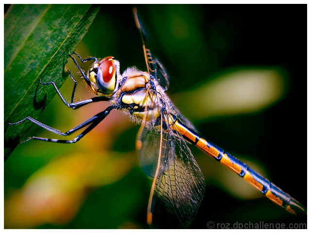 nature's brilliance
