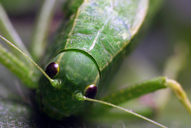 Katydid up close