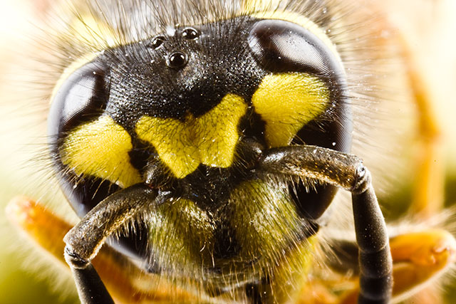Wasp Portrait