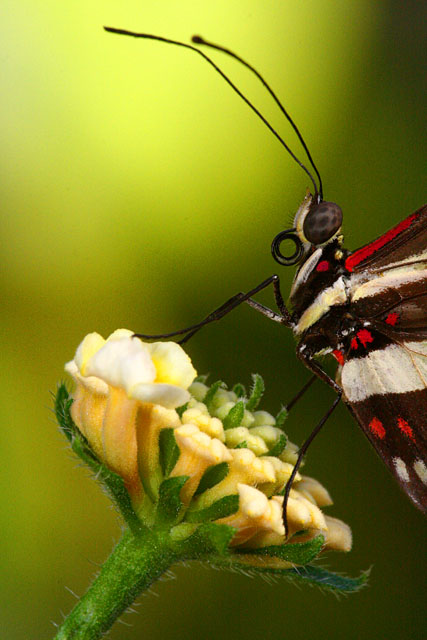 Butterfly Pose