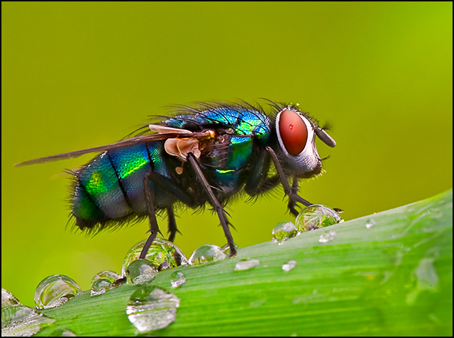 Fly