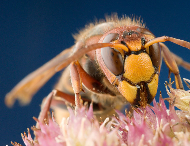 Paper Wasp