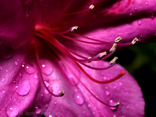 Golden Stamens