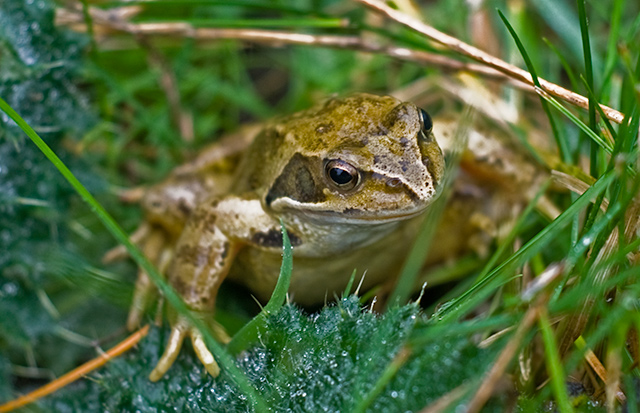 Frog