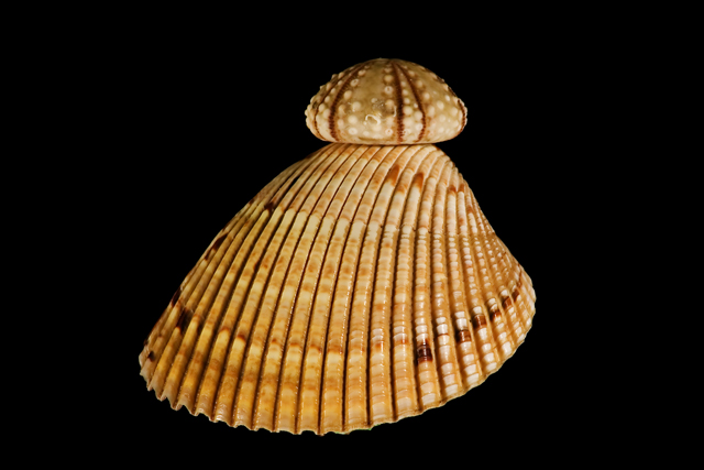 Shells