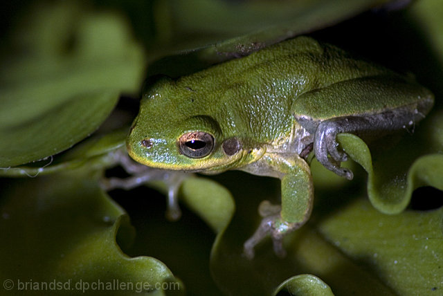 Green Frog