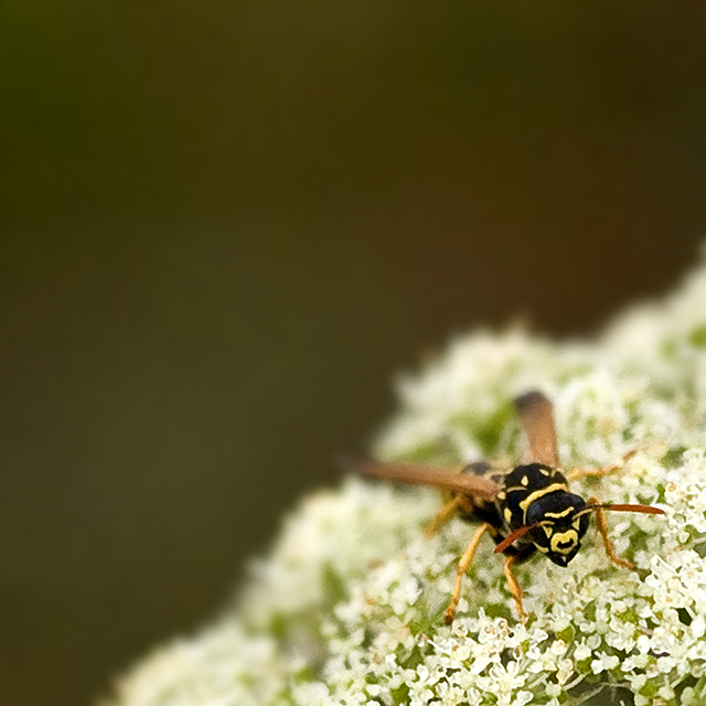 Last Nectar of Fall