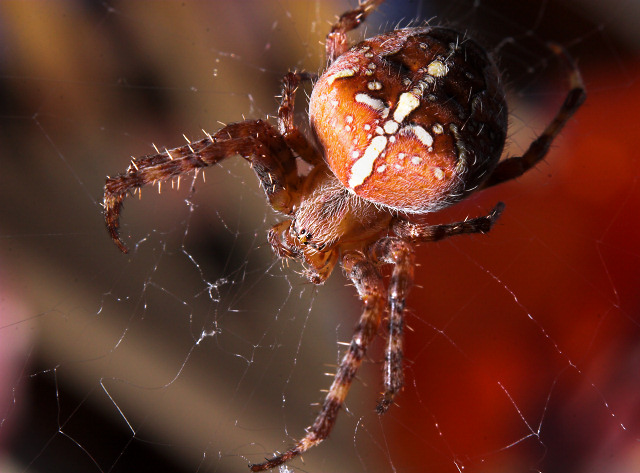 Araneus Diadematus