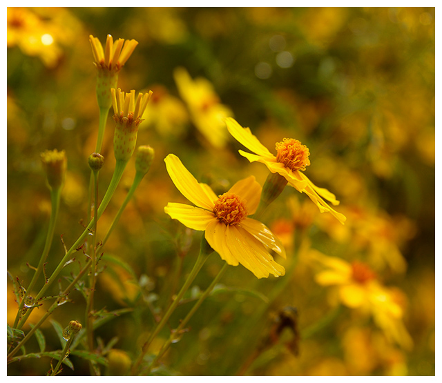 Yellow and Green