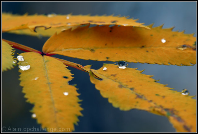 Autumn's Leaves