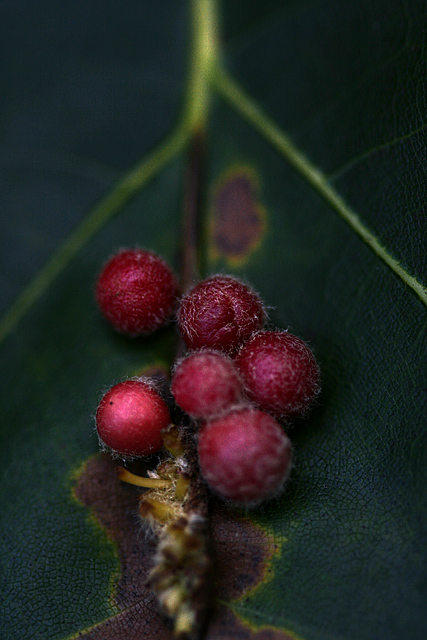 Waspberries