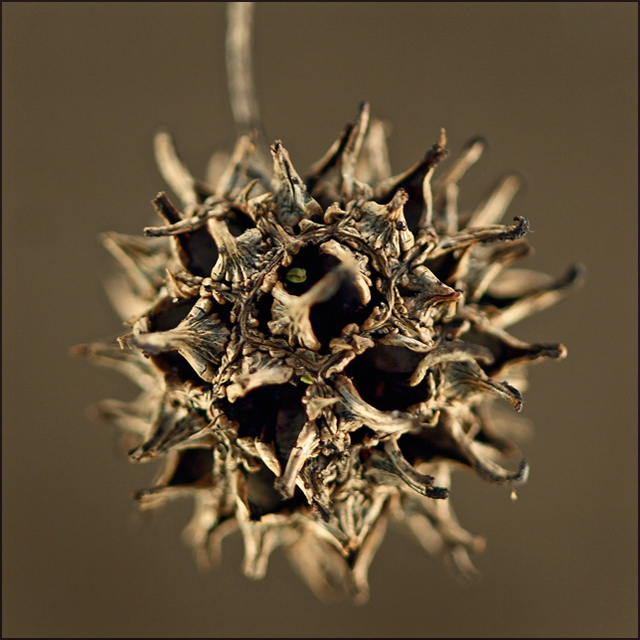 seed