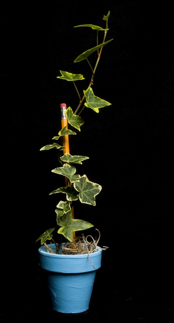 Trellis