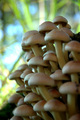 mushrooms g2g