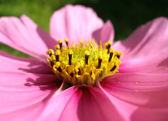 The Calling Pollen