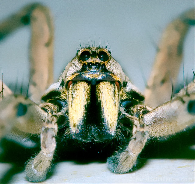 wolf spider - face to face