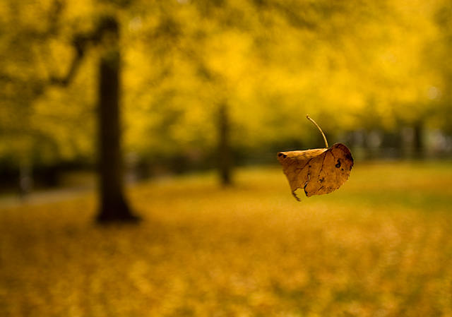 Fall - One leaf at a time