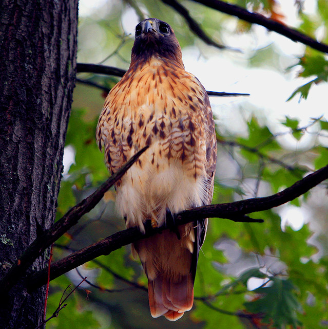 New England "Red Tail Hawk"