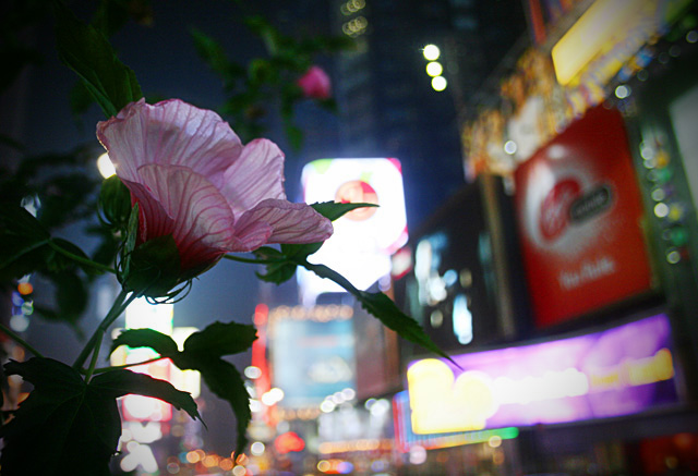 Flower at Times Square