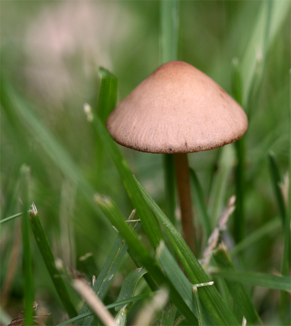 Hiding in the Grass