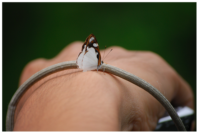 Butterfly Bracelet