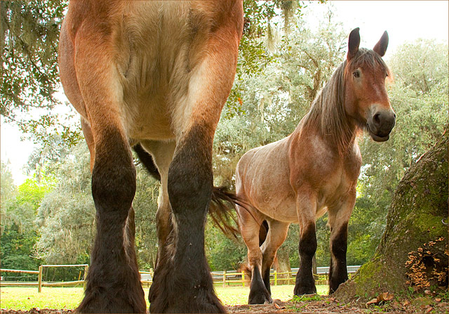 Horsing Around