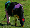 Colourful Cow