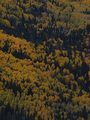 Pagosa Springs Trees