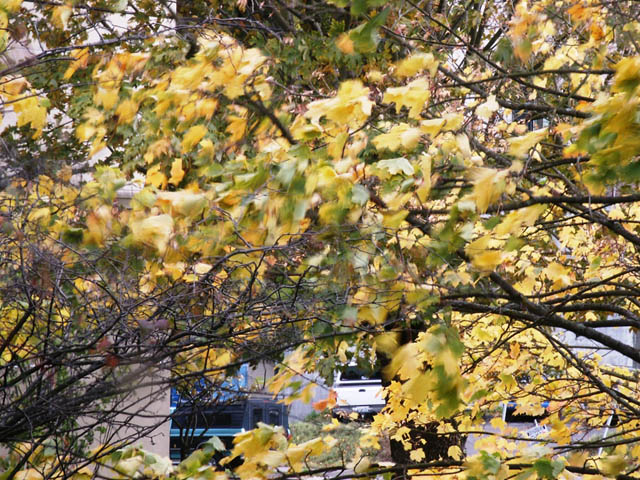 Wind Storm 2K7#1 v. Autumn Leaves Parallax