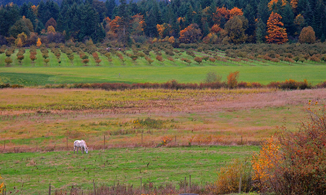 Grazing Down by the Orchard