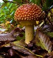 Shroom