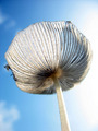 Transparent Mushroom